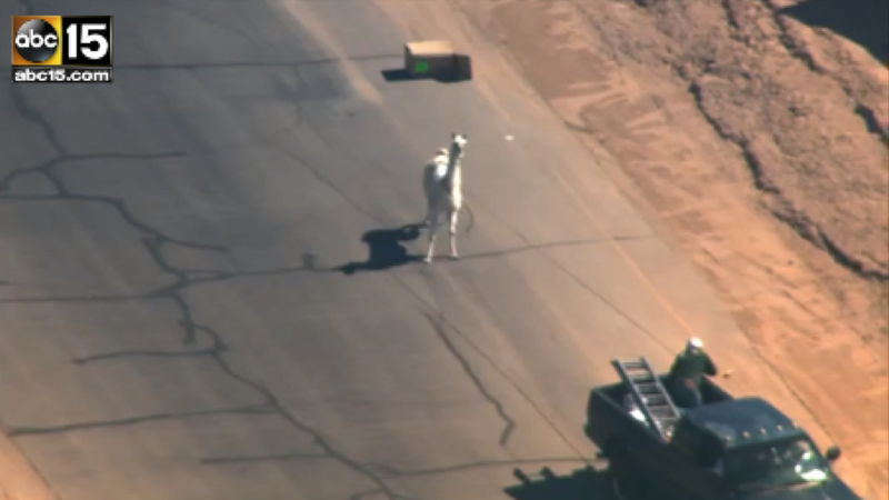 Illustration for article titled Loose Llama Lassoed From A Moving Pickup Truck, Already An Ad